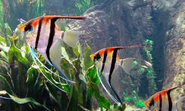 tanque de cíclidos perfecto