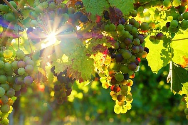 Tipos de vino para endulzar tus recetas