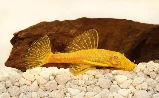 Bagre bristlenose
