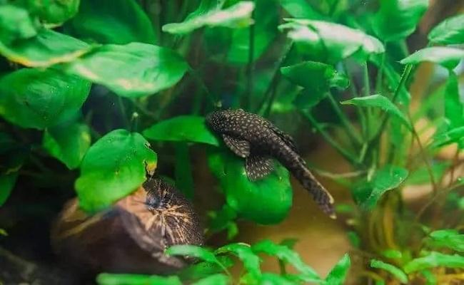 Bagre bristlenose