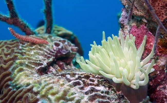 gusanos de cerdas en su acuario