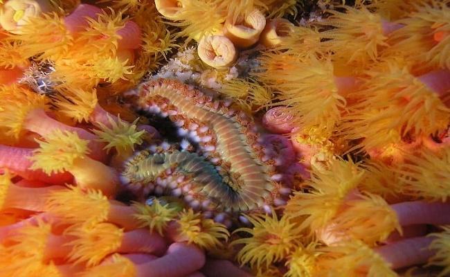 gusanos de cerdas en su acuario