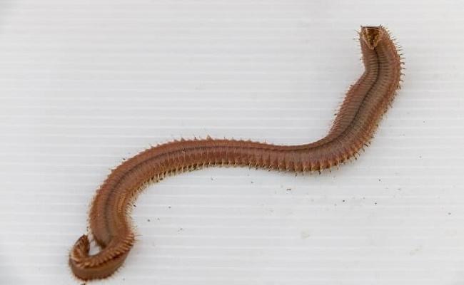 gusanos de cerdas en su acuario
