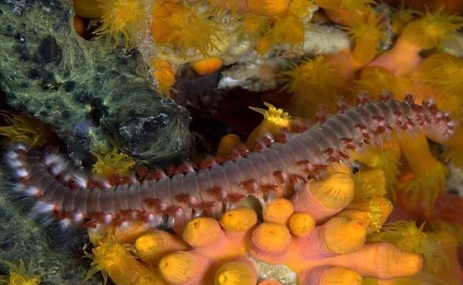 gusanos de cerdas en su acuario