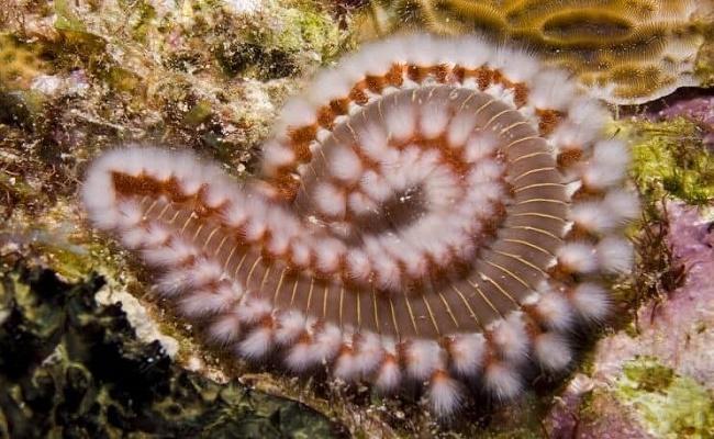 gusanos de cerdas en su acuario