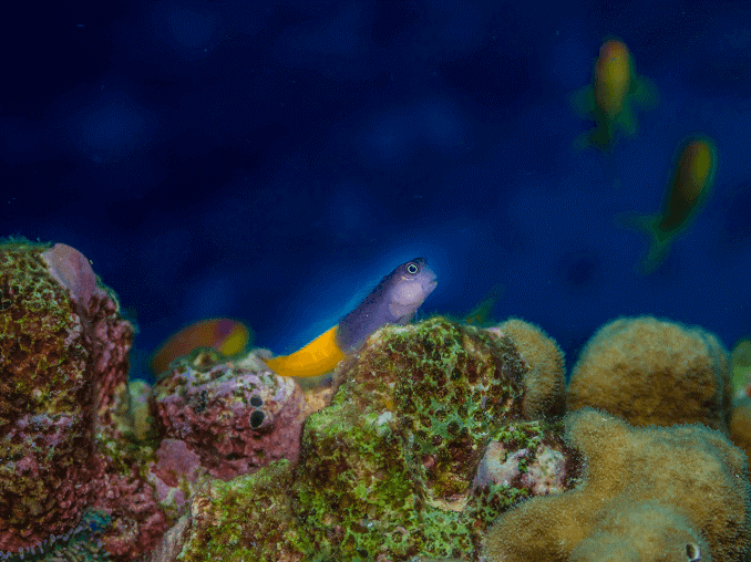 peces de agua salada