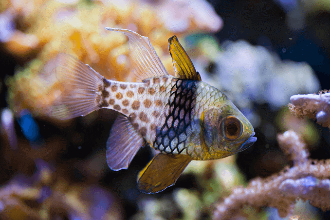 peces de agua salada