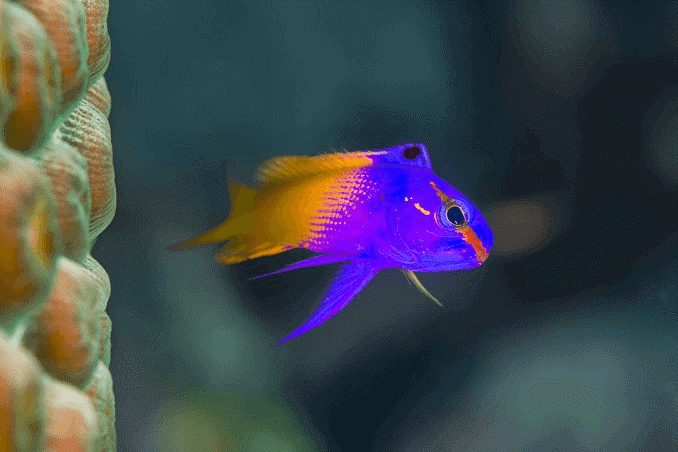 peces de agua salada