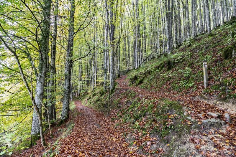 Qué ver en Navarra, Selva de Irati