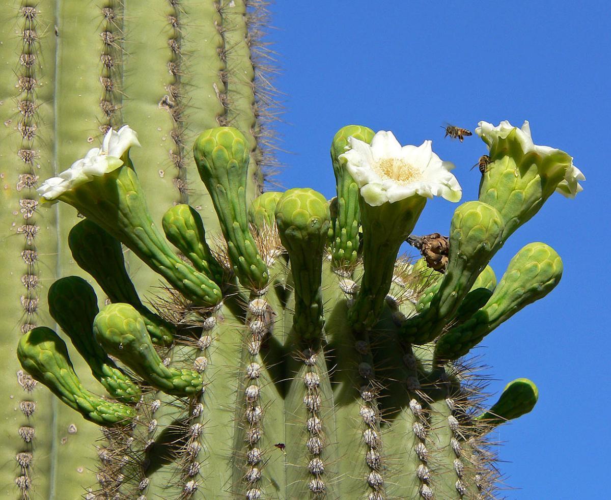 El saguaro es un cactus columnar que produce flores blancas