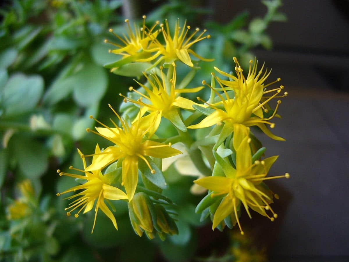 El Sedum palmeri es una crasa colgante que produce flores amarillas