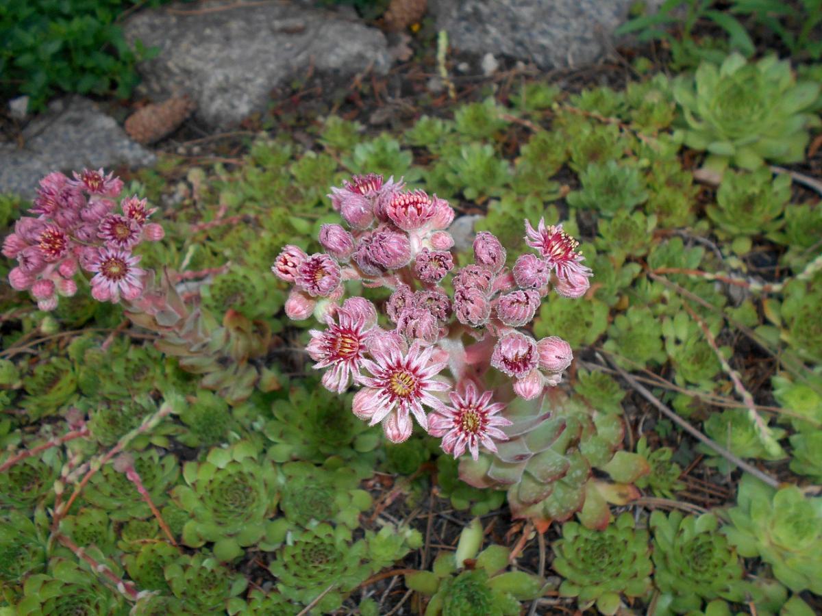 El Sempervivum es una planta suculenta con flor que puedes tener en maceta
