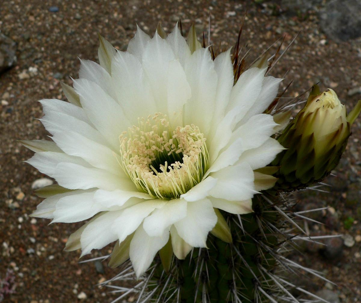 El Echinopsis chiloensis es un cactus columnar