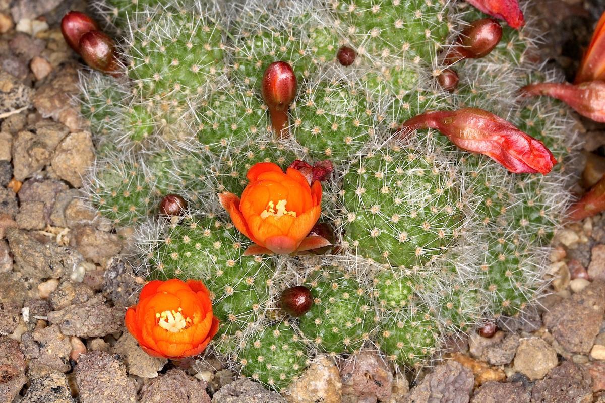 La Rebutia pulvinosa es un cactus de flor pequeña