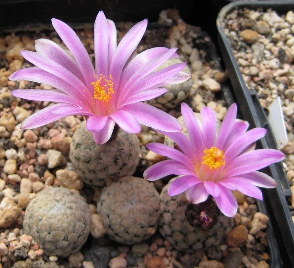 El Turbinicarpus valdezianus es una planta suculenta con flor rosa