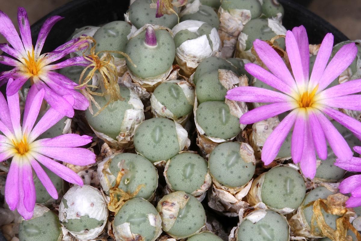 El Conophytum minutum es una planta suculenta con flores lilas