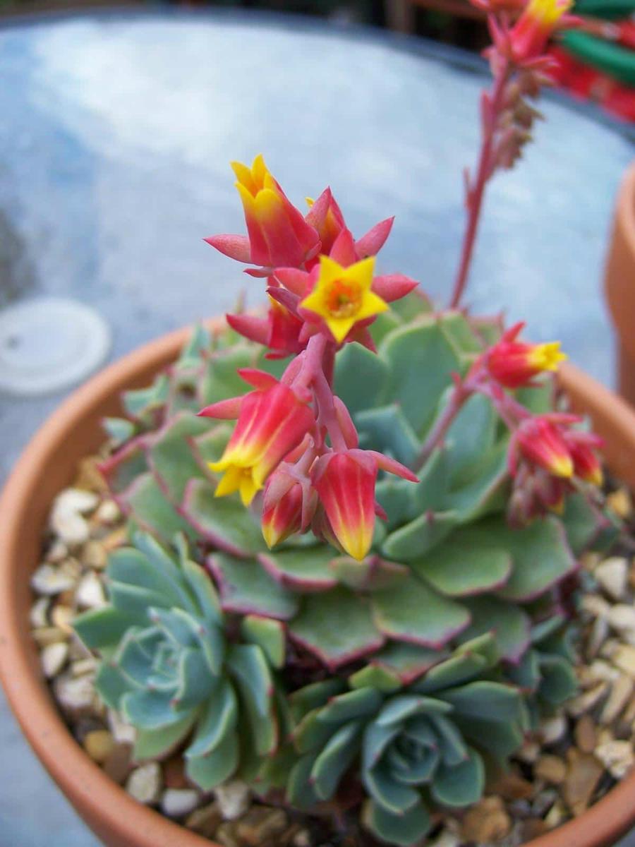 La Echeveria elegans es una suculenta de flores carnosas