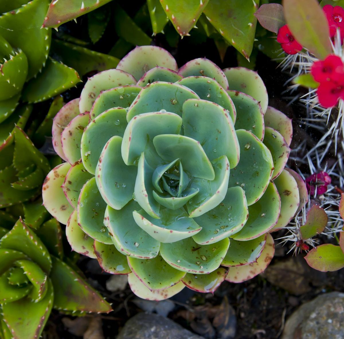 La Echeveria elegans es una suculenta