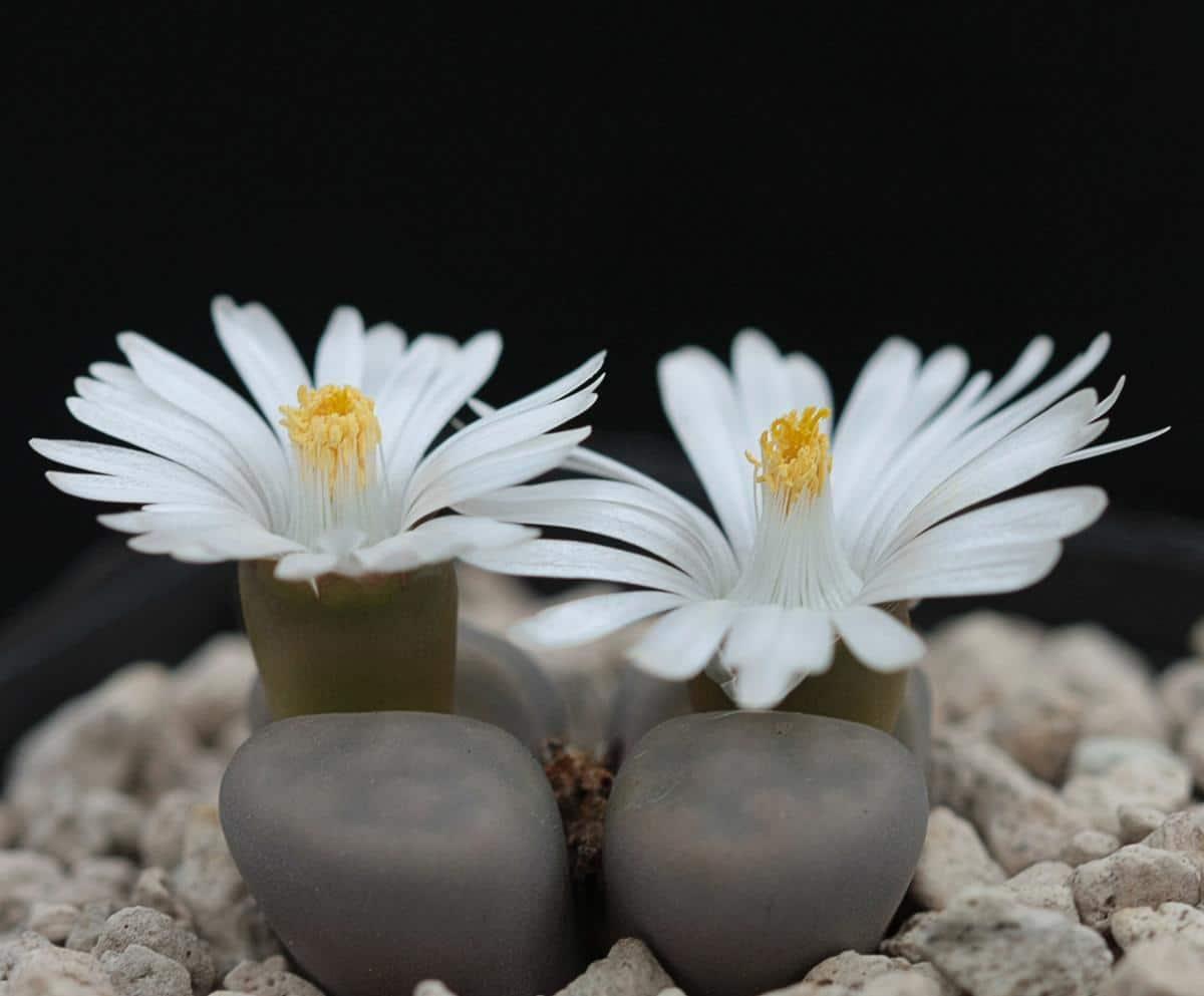 El Lithops karasmontana es una crasa pequeña