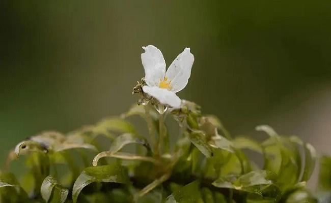 Mantener Anacharis