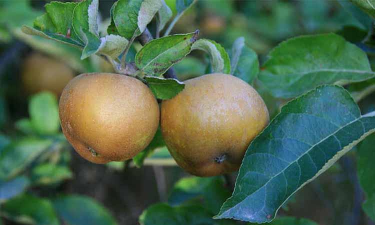 Fruto de manzana reineta
