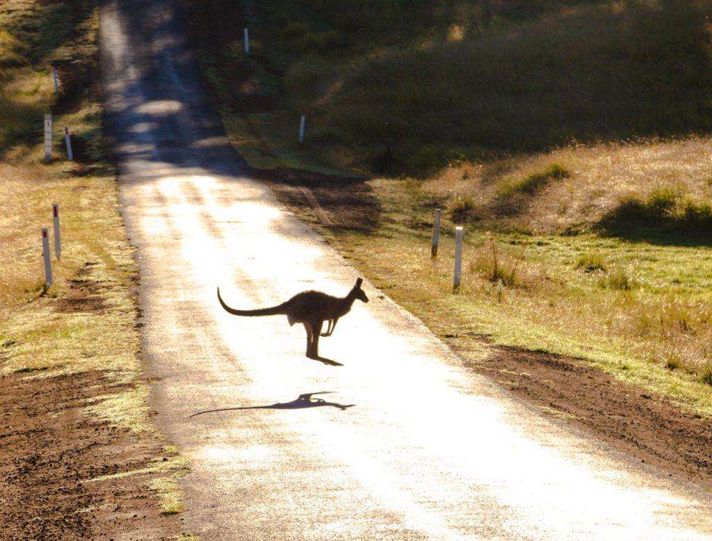 animales saltarines