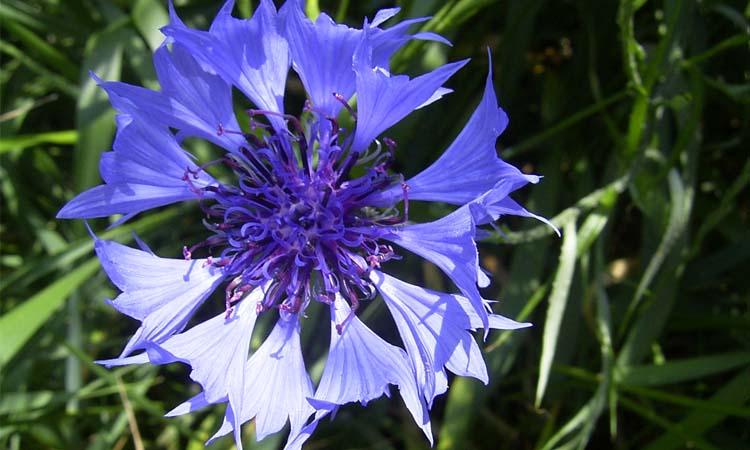 Flor de aciano azul