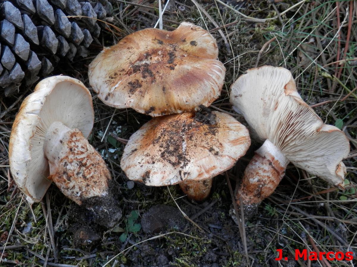 Tricholoma focale. Crédito Javier Marcos.