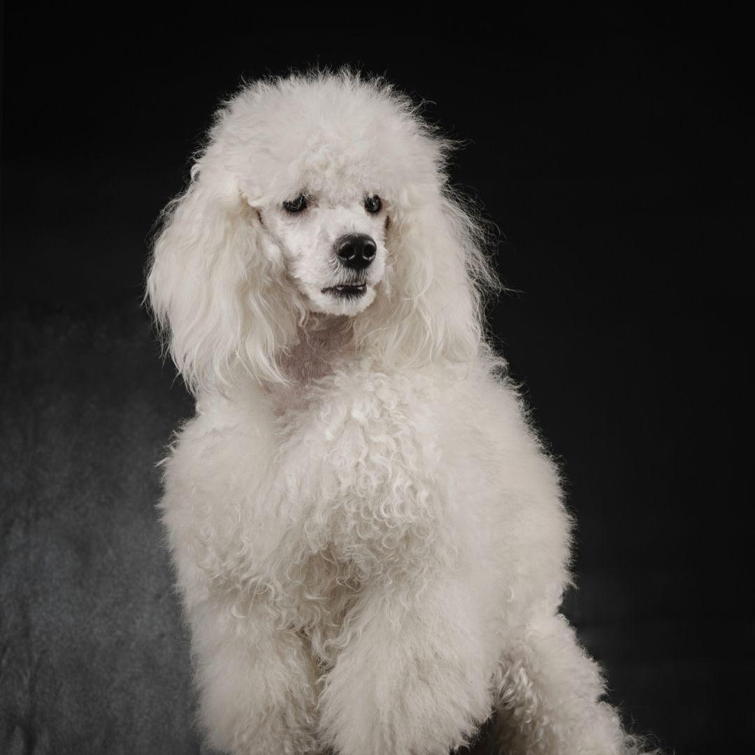 Caniche esquilado holandés