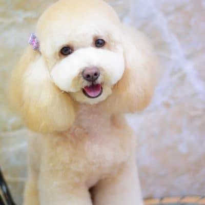 Caniche corte cupcake