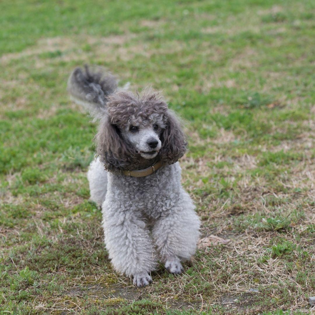 caniche esquilado urbano