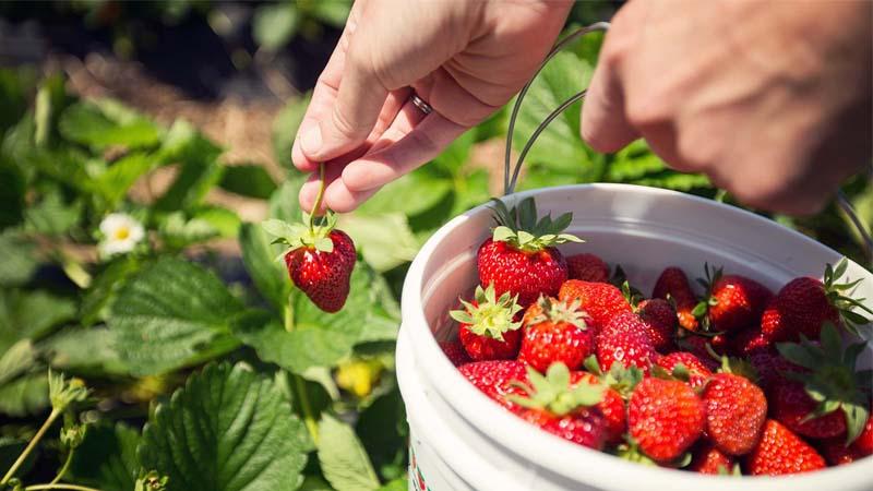 Cultivo de fresas en jardín