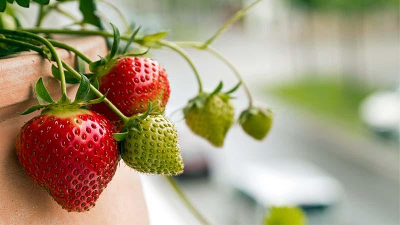 Cultivo de fresa en maceta