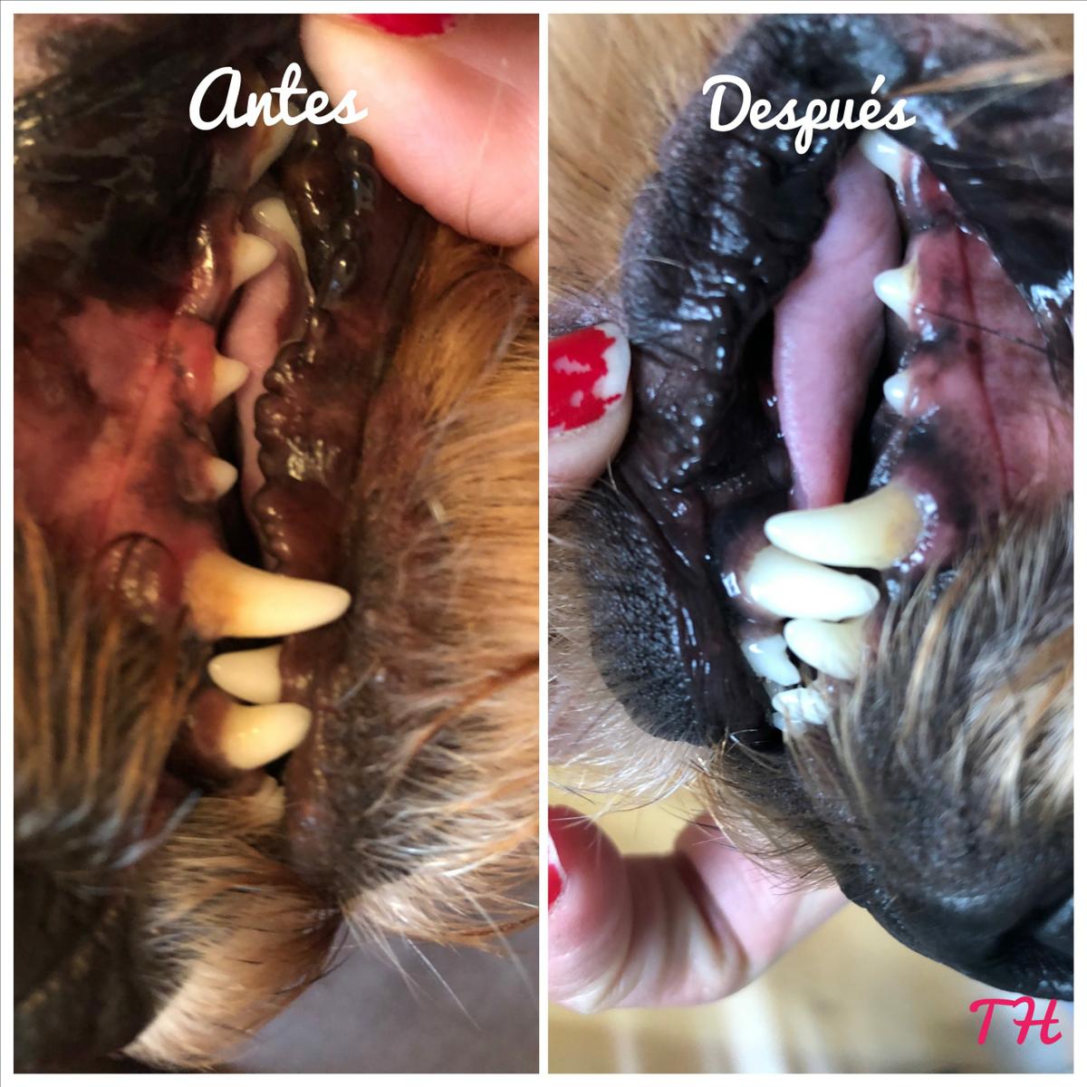 Higiene de tu perro en invierno