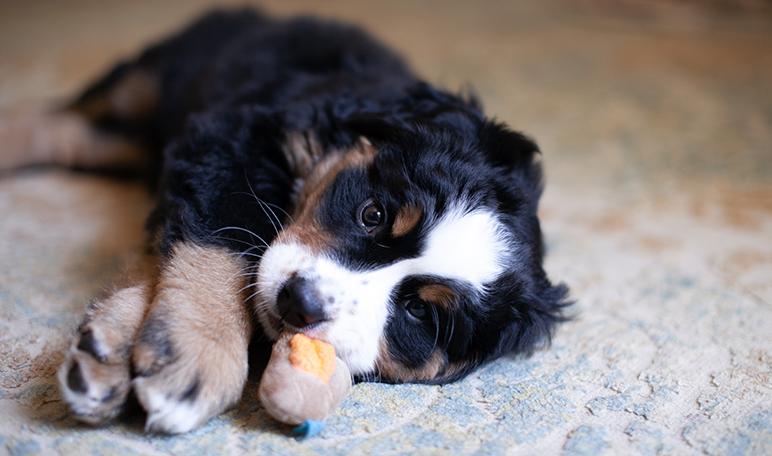 Perro Montañero Bernese
