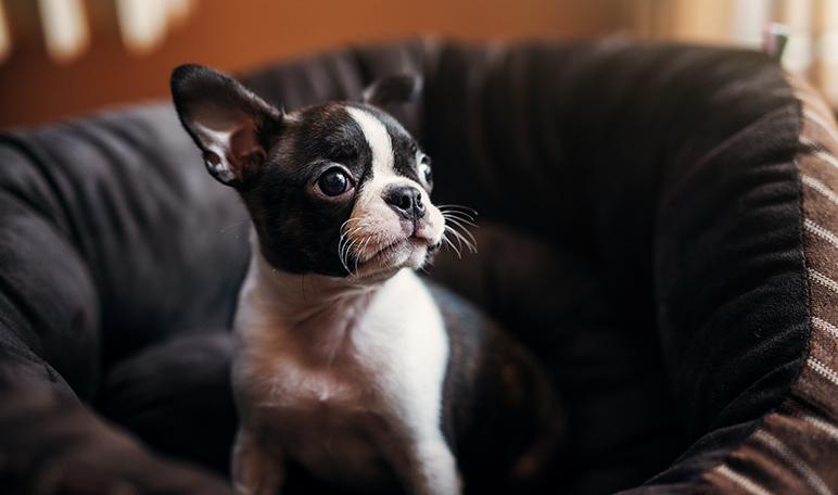 Boston Terrier