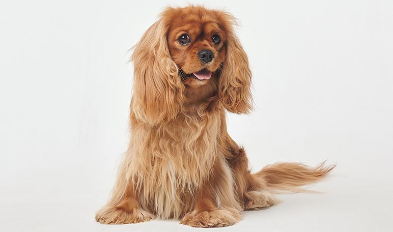 Cocker Spaniel