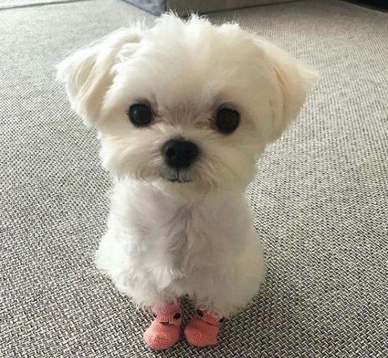 ¿Cómo elegir la comida para perros? por tamaño