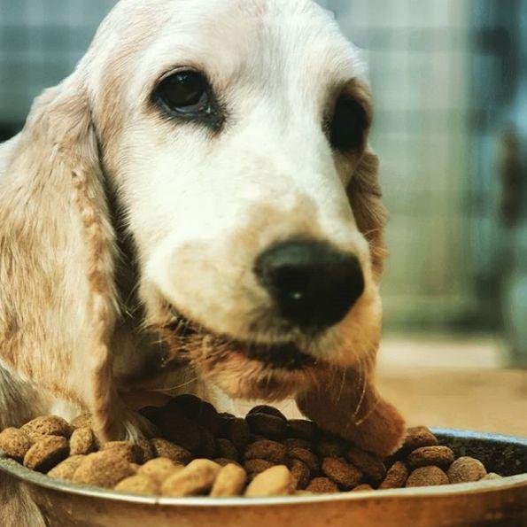 ¿Cómo elegir la comida para perros? por caracteristicas