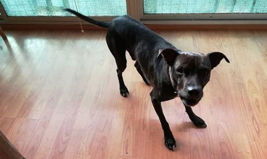 Ejercicios para corregir el comportamiento del perro