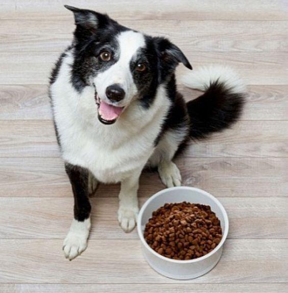¿Cómo alimentar adecuadamente a tu perro durante toda su vida?