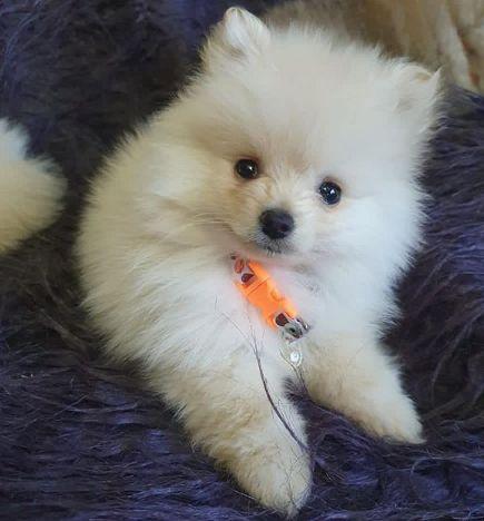 Alimentación de perros de raza pequeña: cosas a tener en cuenta