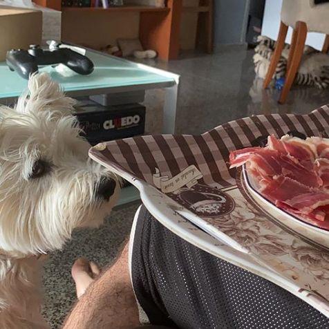 Las consecuencias negativas de un mal hábito de alimentar a tu perro desde tu mesa