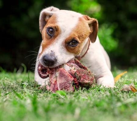 ¿Qué hacer con la dieta de un perro grande?