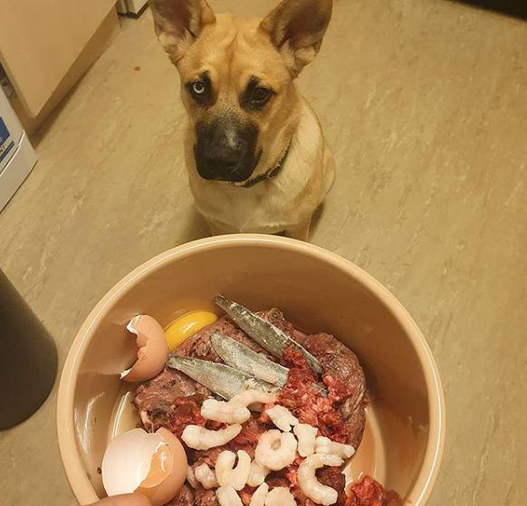 ¿Qué tipos de pescado no se deben dar a los perros?