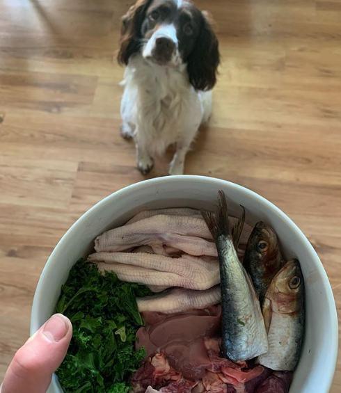 ¿Puedo darle mariscos a mi perro?