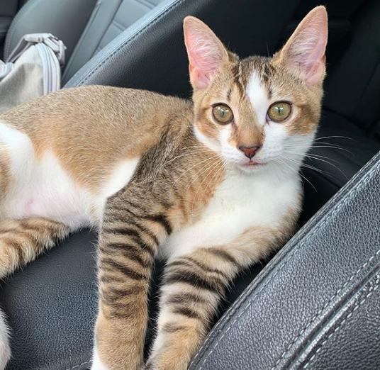 Por qué los perros no pueden comer comida para gatos