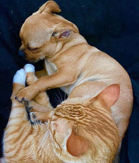 Cómo hacer para que mi perro no coma la comida para gatos