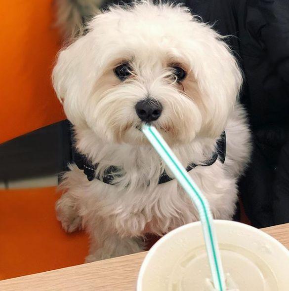 Por que no debería darle leche a mi perro enfermo