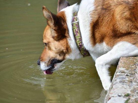 perro bebiendo agua